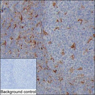 NAGK Antibody in Immunohistochemistry (Paraffin) (IHC (P))