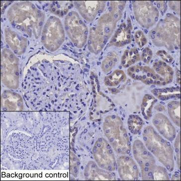 PRDX5 Antibody in Immunohistochemistry (Paraffin) (IHC (P))