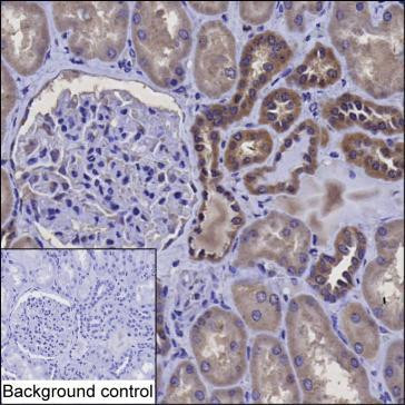 PRDX5 Antibody in Immunohistochemistry (Paraffin) (IHC (P))