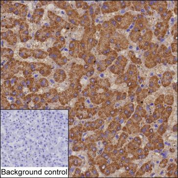 PECI Antibody in Immunohistochemistry (Paraffin) (IHC (P))