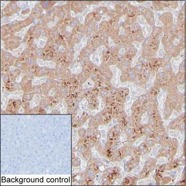 PECI Antibody in Immunohistochemistry (Paraffin) (IHC (P))