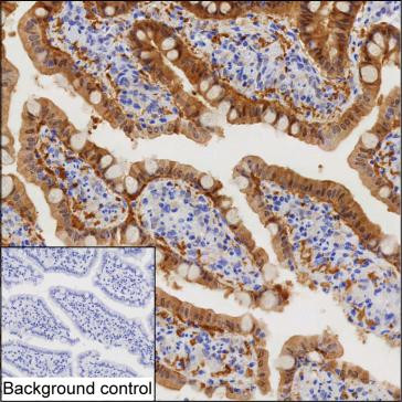 BCL2L15 Antibody in Immunohistochemistry (Paraffin) (IHC (P))