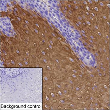Cytokeratin 4 Antibody in Immunohistochemistry (Paraffin) (IHC (P))