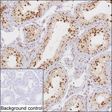 C14orf130 Antibody in Immunohistochemistry (Paraffin) (IHC (P))