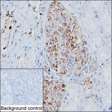 MYH9 Antibody in Immunohistochemistry (Paraffin) (IHC (P))