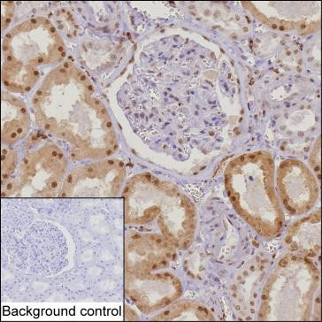 C7orf50 Antibody in Immunohistochemistry (Paraffin) (IHC (P))