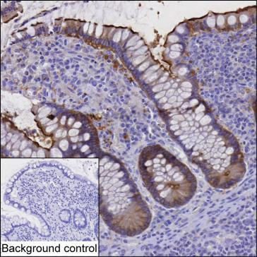 USH1C Antibody in Immunohistochemistry (Paraffin) (IHC (P))