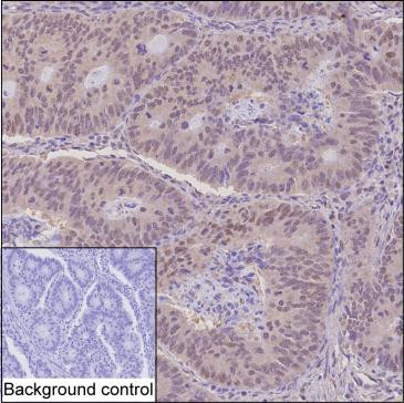 THOC6 Antibody in Immunohistochemistry (Paraffin) (IHC (P))