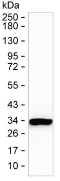 PSME1 Antibody in Western Blot (WB)