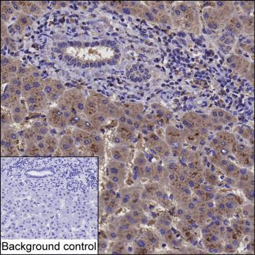 GAS2 Antibody in Immunohistochemistry (Paraffin) (IHC (P))