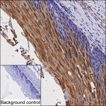 GBP6 Antibody in Immunohistochemistry (Paraffin) (IHC (P))