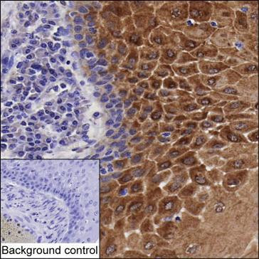 GBP6 Antibody in Immunohistochemistry (Paraffin) (IHC (P))