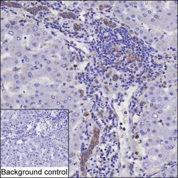 GSTP1 Antibody in Immunohistochemistry (Paraffin) (IHC (P))