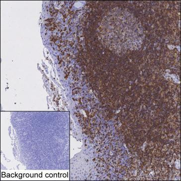HMHA1 Antibody in Immunohistochemistry (Paraffin) (IHC (P))