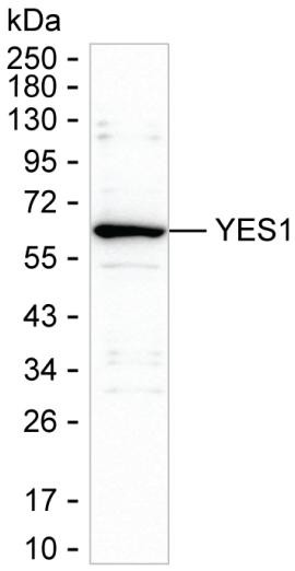 YES1 Antibody in Western Blot (WB)
