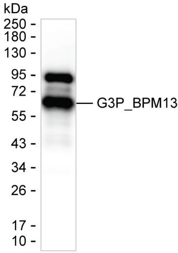 Bacteriophage M13 Antibody in Western Blot (WB)