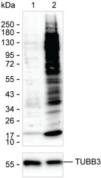 Crotonylated Lysine Antibody in Western Blot (WB)
