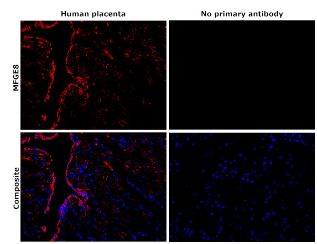 MFGE8 Antibody in Immunohistochemistry (Paraffin) (IHC (P))