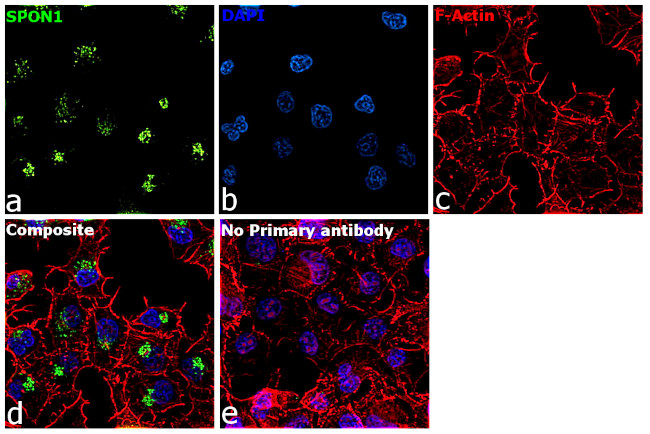 SPON1 Antibody in Immunocytochemistry (ICC/IF)