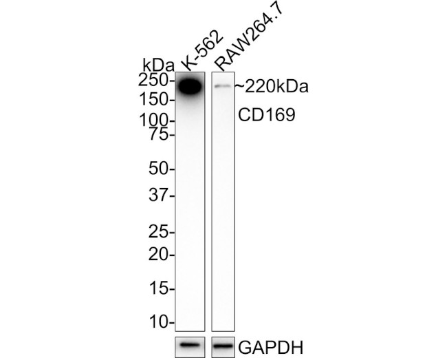 CD169 Antibody in Western Blot (WB)