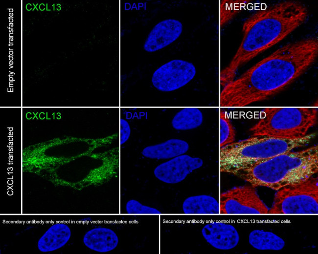 CXCL13 Antibody in Immunocytochemistry (ICC/IF)