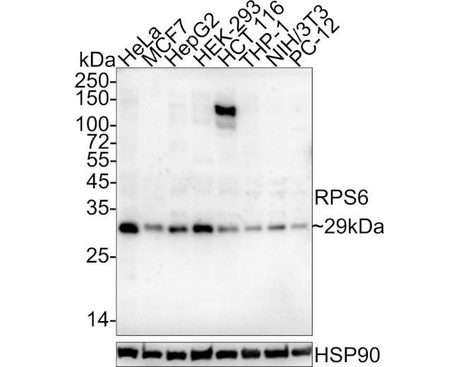 S6 Antibody in Western Blot (WB)
