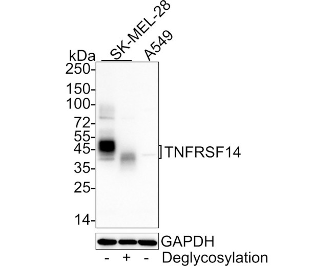 TNFRSF14 Antibody in Western Blot (WB)