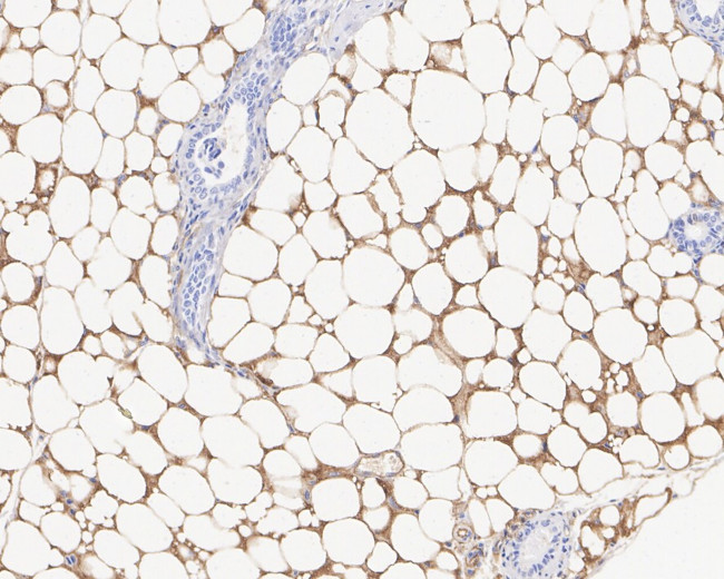 Adiponectin Antibody in Immunohistochemistry (Paraffin) (IHC (P))