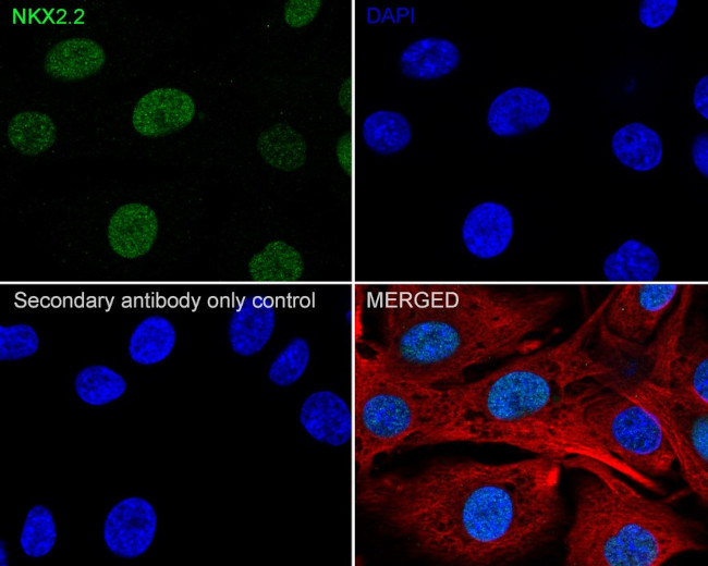 Nkx2.2 Antibody in Immunocytochemistry (ICC/IF)