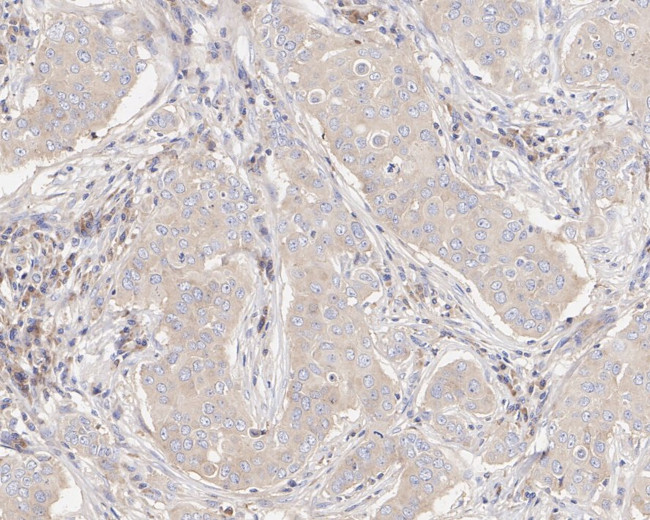 eIF3h Antibody in Immunohistochemistry (Paraffin) (IHC (P))