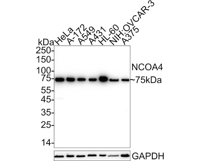 NCOA4 Antibody in Western Blot (WB)