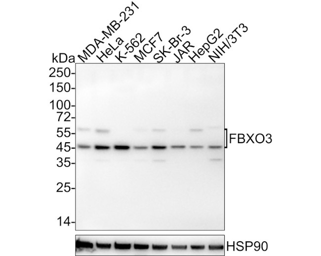 FBXO3 Antibody in Western Blot (WB)