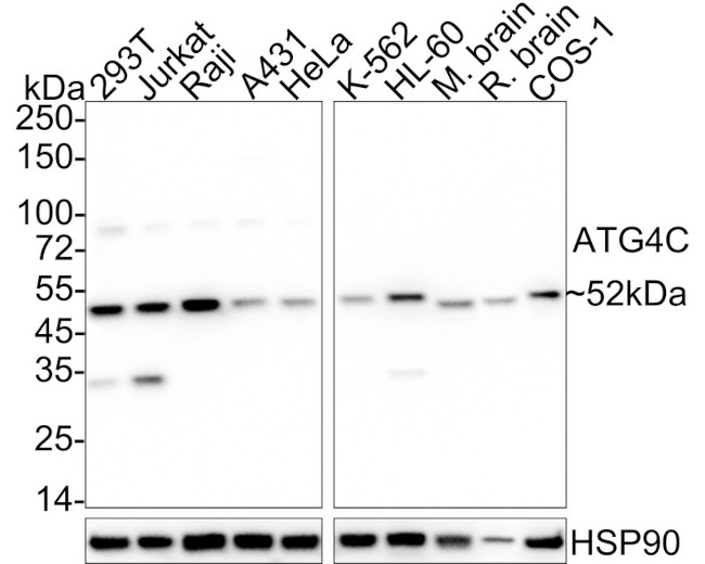 ATG4C Antibody in Western Blot (WB)