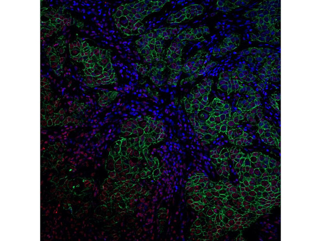 Histone H3 Loading Control Antibody in Immunohistochemistry (Paraffin) (IHC (P))