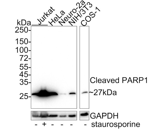 PARP1 (cleaved Asp214) Antibody in Western Blot (WB)