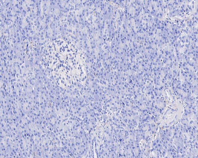 LAIR1 Antibody in Immunohistochemistry (Paraffin) (IHC (P))