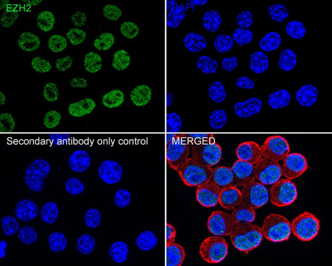 EZH2 Antibody in Immunocytochemistry (ICC/IF)