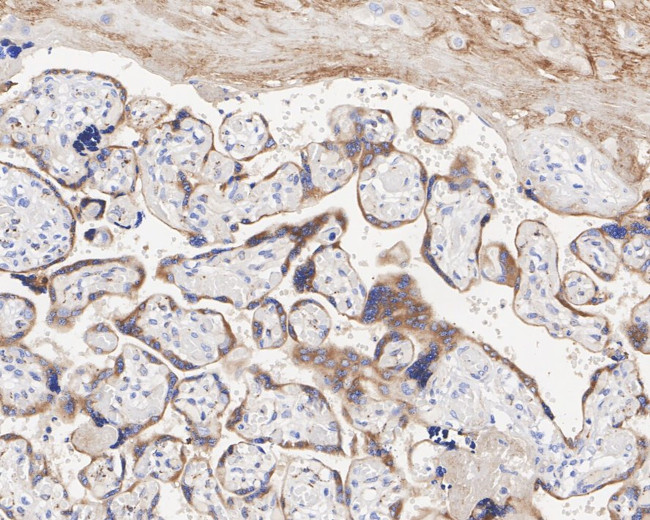 TFPI Antibody in Immunohistochemistry (Paraffin) (IHC (P))