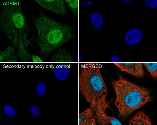 ADRM1 Antibody in Immunocytochemistry (ICC/IF)