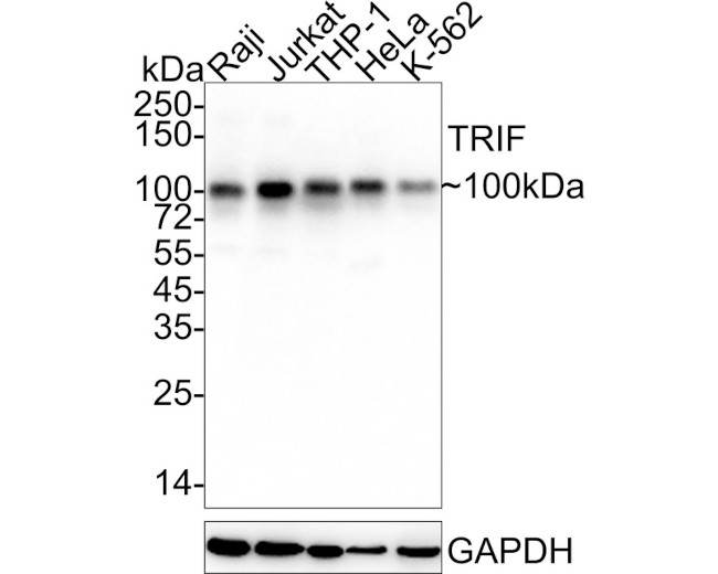 TRIF Antibody in Western Blot (WB)