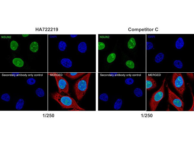 NSUN2 Antibody in Immunocytochemistry (ICC/IF)