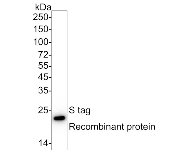 S-peptide Epitope Tag Antibody in Western Blot (WB)