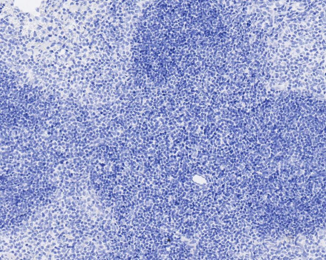 Digoxigenin Antibody in Immunohistochemistry (Paraffin) (IHC (P))