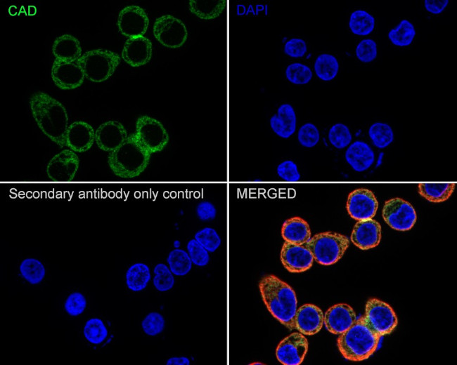 CAD Antibody in Immunocytochemistry (ICC/IF)