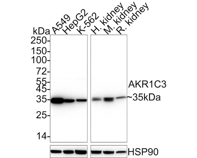 AKR1C3 Antibody in Western Blot (WB)
