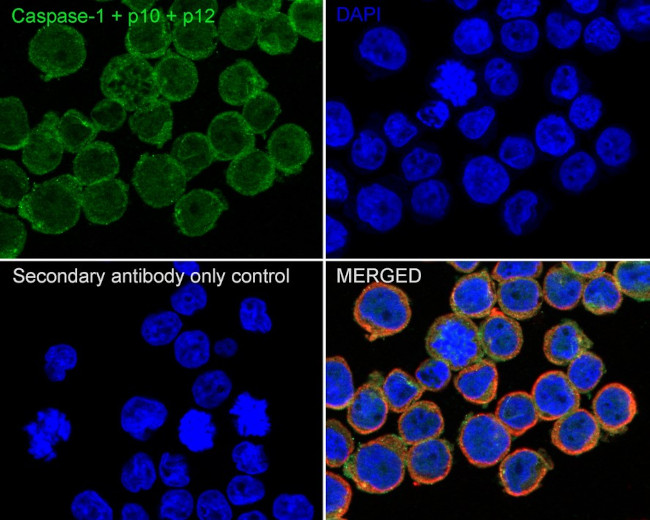 Caspase 1 p10/p12 Antibody in Immunocytochemistry (ICC/IF)
