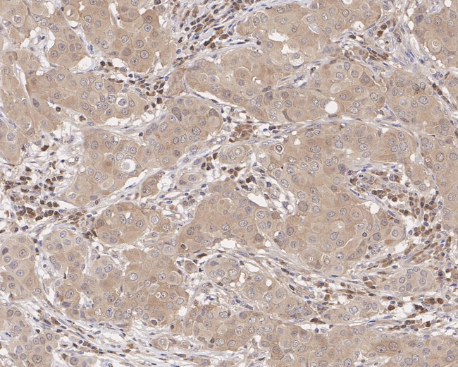 Caspase 3 p12 Antibody in Immunohistochemistry (Paraffin) (IHC (P))