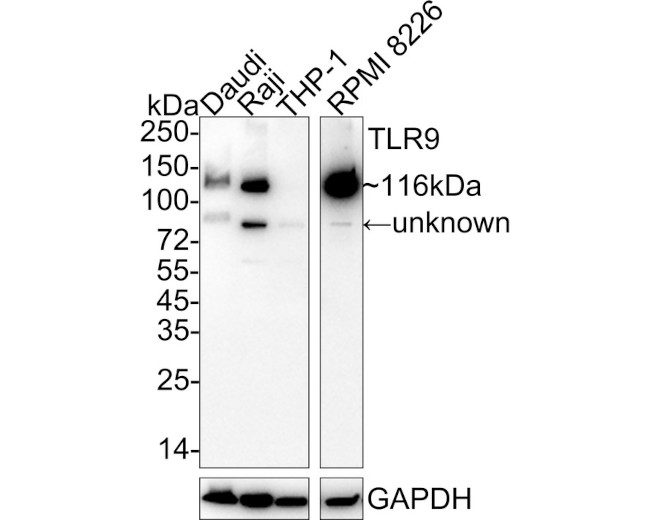 TLR9 Antibody in Western Blot (WB)
