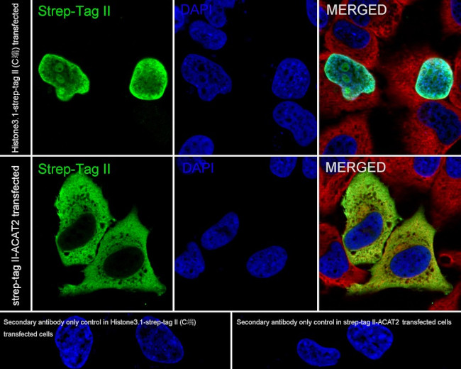 Strep Tag II Antibody in Immunocytochemistry (ICC/IF)