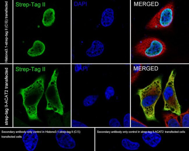 Strep Tag II Antibody in Immunocytochemistry (ICC/IF)